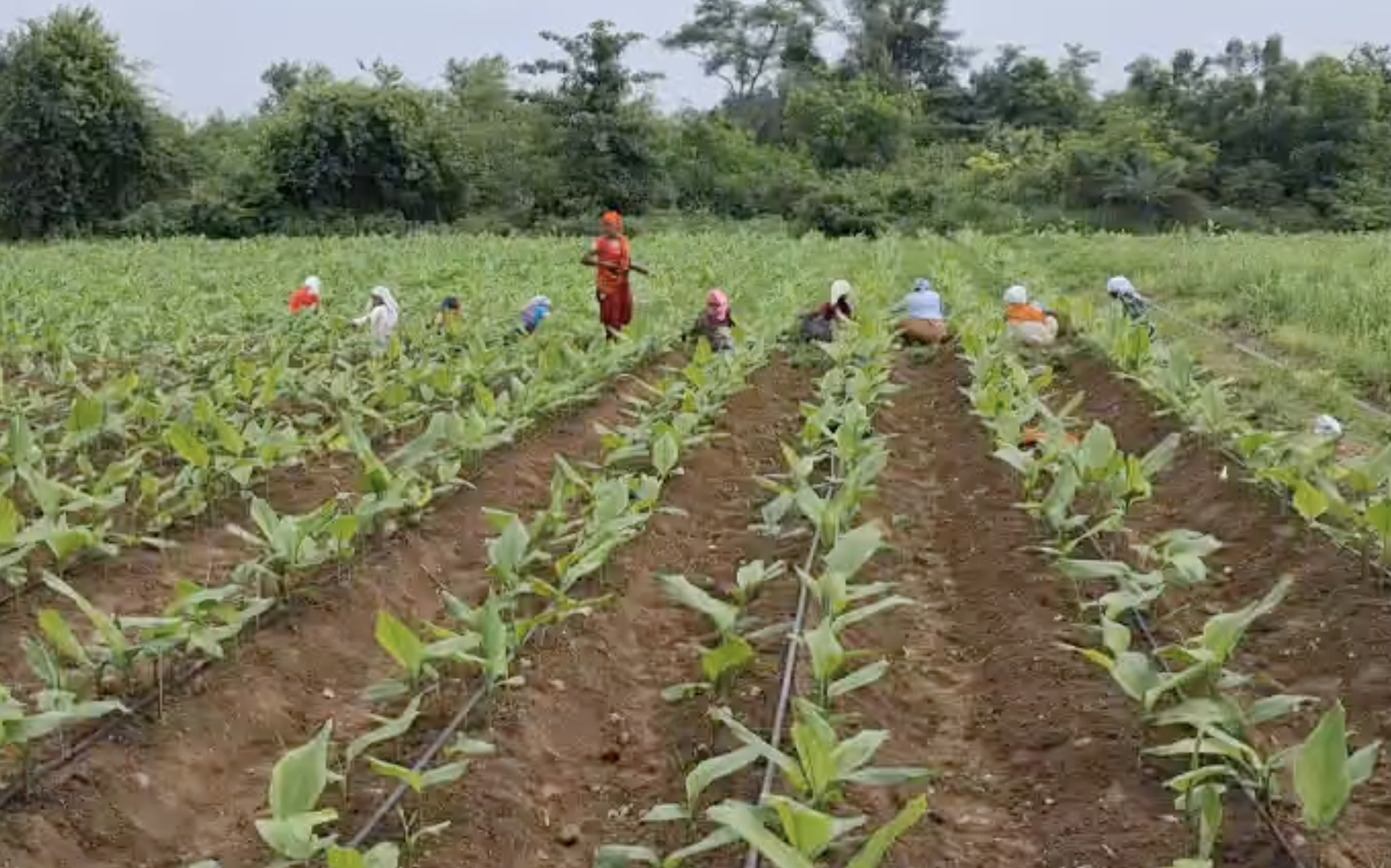 A lush, healthy farm