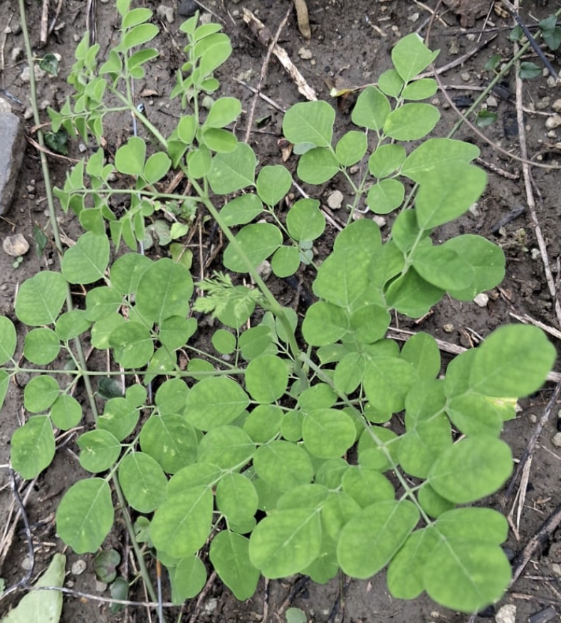 Close-up of fresh produce